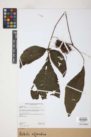 Bolbitis oligarchica (Baker) R.C.Moran, Labiak & Sundue