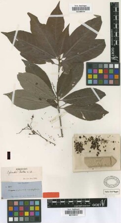 Cybianthus fendleri Mez [isotype]
