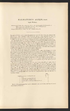 Halmaturus Agilis, Gould. Agile Wallaby