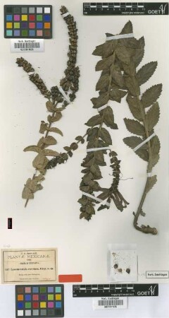 Lamourouxia coccinea A.Gray [syntype]