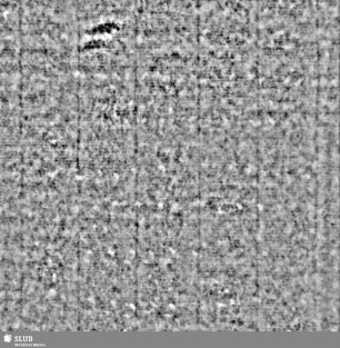 Lilienschild + IESV / LW = S.5/6