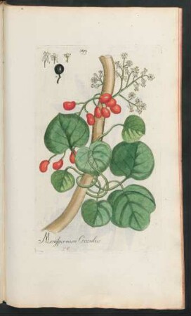 399. Menispermum Cocculus