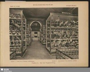 Zoologisches Museum, Pavillon C, Teil der Vogelsammlung