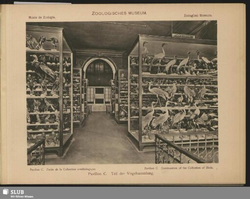 Zoologisches Museum, Pavillon C, Teil der Vogelsammlung