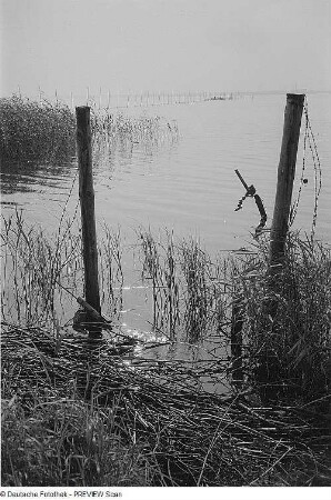 Ufer mit Schilf