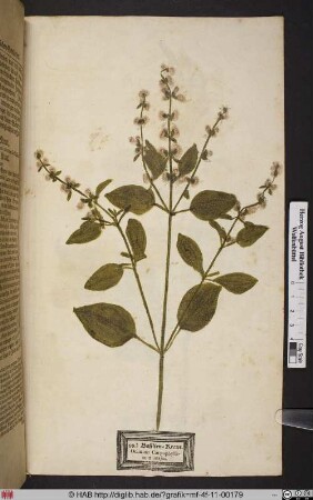 Basilien=Kraut. Ocimum Caryophyllatum majus.