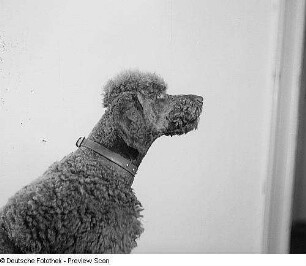 Porträt Axel, Hund von Prof. Gustav Fritzsche
