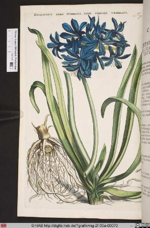 HYACINTHUS AFRIC: TUBEROSUS, FLORE CAERULEO UMBELLATO.