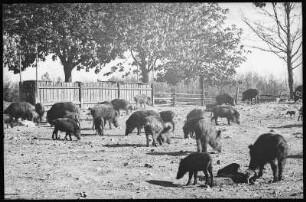 Moritzburg. Fütterung der Wildschweine