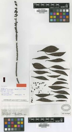 Norantea aurantiaca Spruce ex Wittm. [isotype]