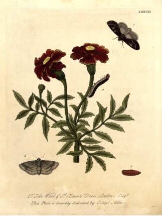 LXXVIII.