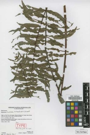 Blechnum smilodon M.Kessler & Lehnert [paratype]