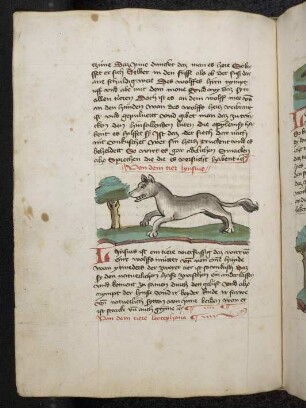 Tier "Lynsius"; (Teil III A: Von den Tieren, die auf der Erde gehen)