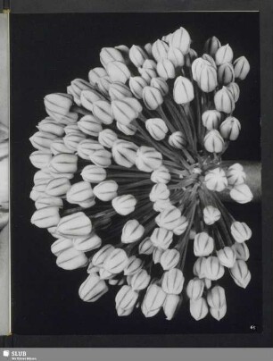 Allium cepa, Blütenknospenstand der Gartenzwiebel