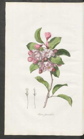 Pyrus spectabilis