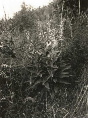 Großblütige Fingerhut (Digitalis grandiflora syn. Digitalis ambigua)