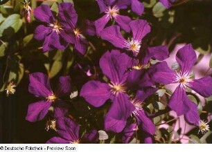 Waldrebe (Clematis). Blühender Bestand