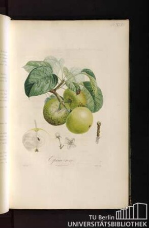 Pl. XLVII. Epine-rose.
