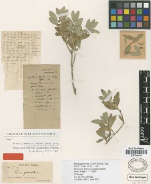 Tricera glomerata Griseb. [holotype]