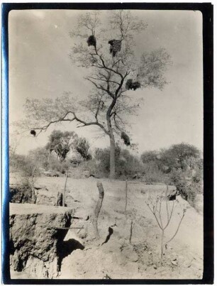 Trockenvegetation auf den Terrassen des Río Pilcomayo