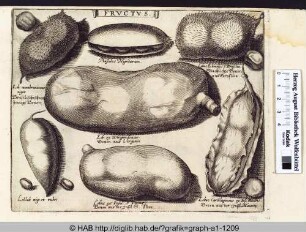 Fructus: Hülsenfrüchte