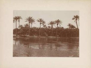 Palmenhain : Palmenhain am Tigrisufer zur Zeit der Überschwemmung. Links Personen auf schwimmenden Reifen.