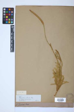 Lycopodium jussiaei Desv. ex Poir.