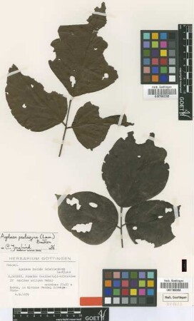 Agelaea obliqua Baker