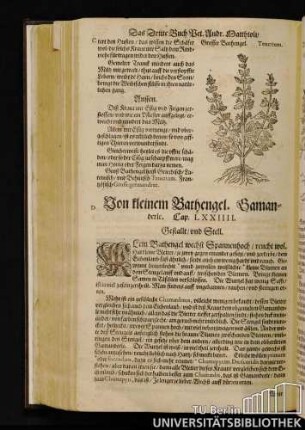 Cap. LXXIIII. Von kleinem Bathengel, Samanderle.