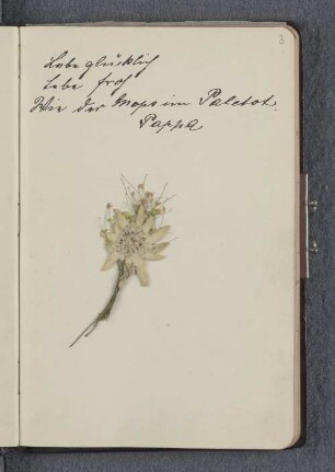 [Getrocknete Blumen]