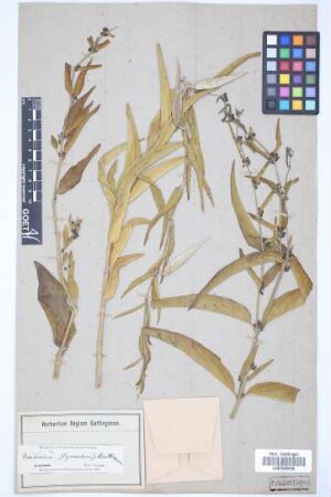 Vincetoxicum arnottianum (Wight) Wight