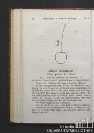 [Süßkirschen.]