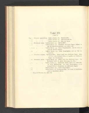 Tafel XV.