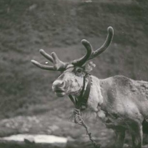 Reisefotos Norwegen. Rentier