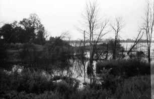 Taubergießen: Rheinwald; Naturschutzgebiet