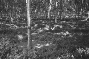 Bodenbedeckung : Landschaft einer Plantage