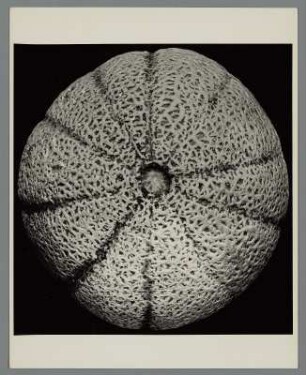 Cantaloupe-Melone (Cucumis melo var. cantalupensis)