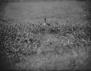 Kiebitz : Kiebitz (Vanellus vanellus Linnaeus) am Nistplatz.