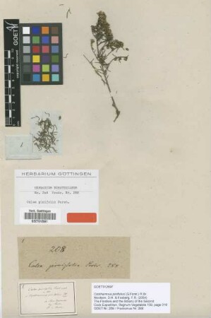 Calea pinifolia G.Forst. [type]