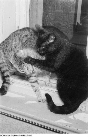 Zwei spielende Katzen
