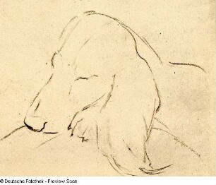 Ruhender Dachshund. Kohlezeichnung (1948; E. Richter). Dresden-Striesen, Borsbergstraße 11, Atelier der Künstlerin