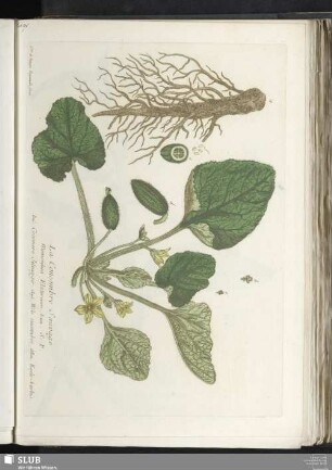 Le Concombre Sauvage