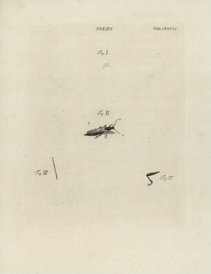 Tab. CXXVIII.
