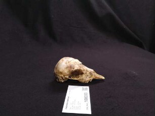 Aepyceros melampus
