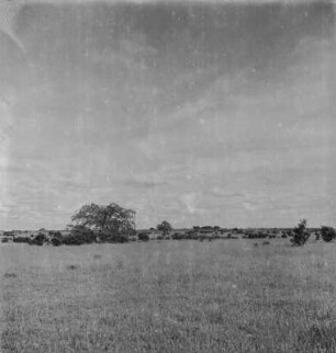 Weidelandschaft : Blick über Weiden mit vereinzelten Baobab-Bäumen