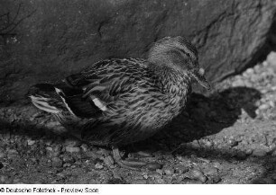 Stockente