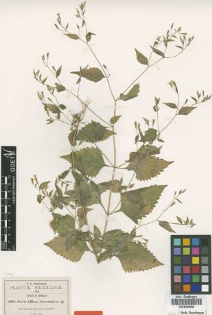 Stevia diffusa Greenm. [type]