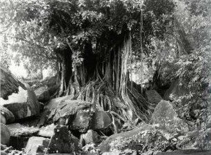 Tropische Urwaldbäume, Guadeloupe