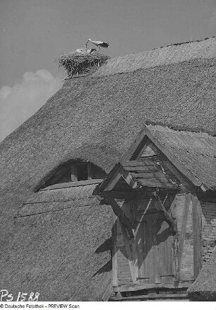 Großzicker. Reetdach eines Fachwerkhauses (17. Jh.) mit Storchennest
