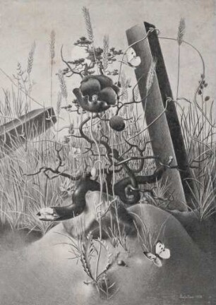 Mohnblume am Feldrand